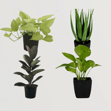 Happiness-themed plant combo